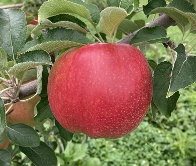 華宝 | 工藤農園オンラインストア